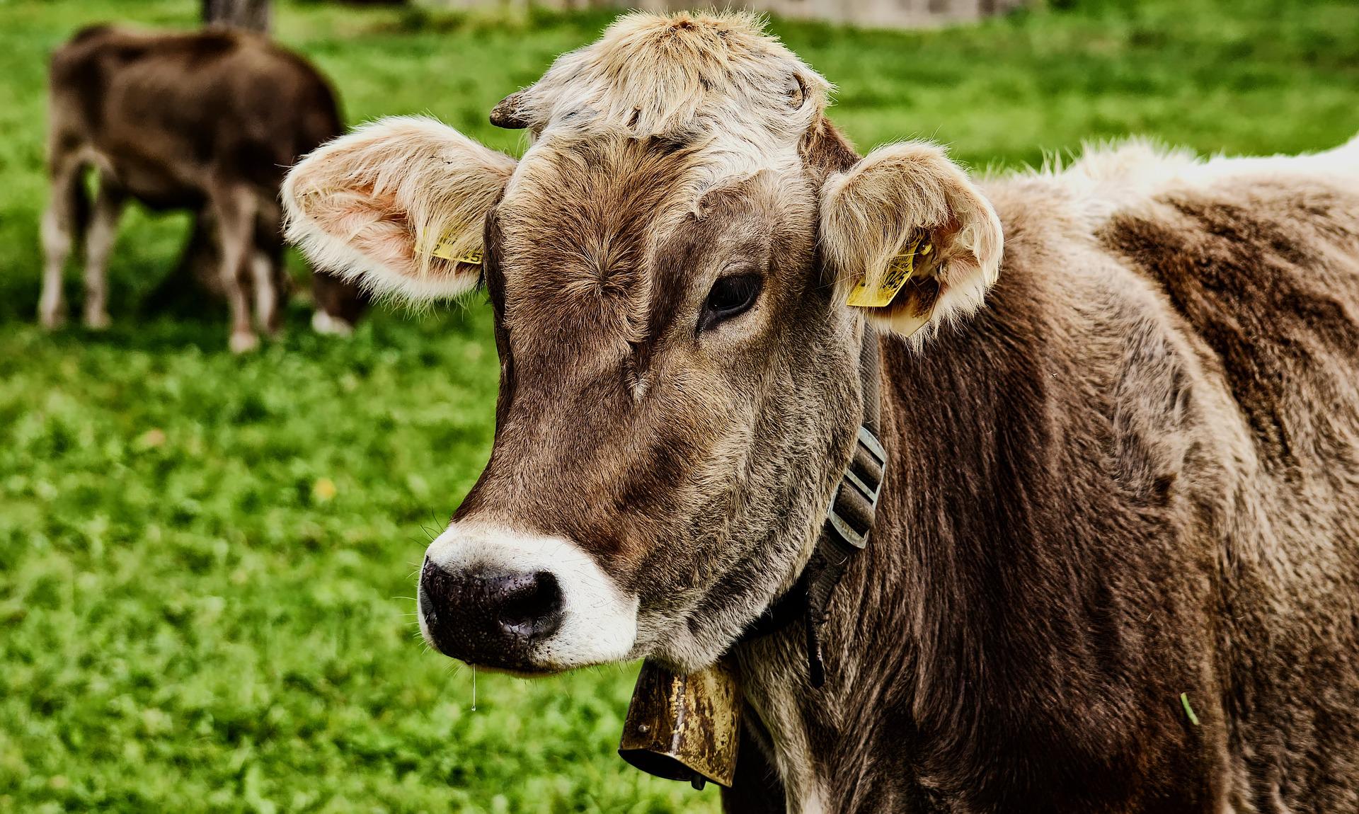 ¿Que son los alimentos orgánicos?